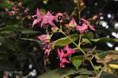 Clerodendrum viscosum